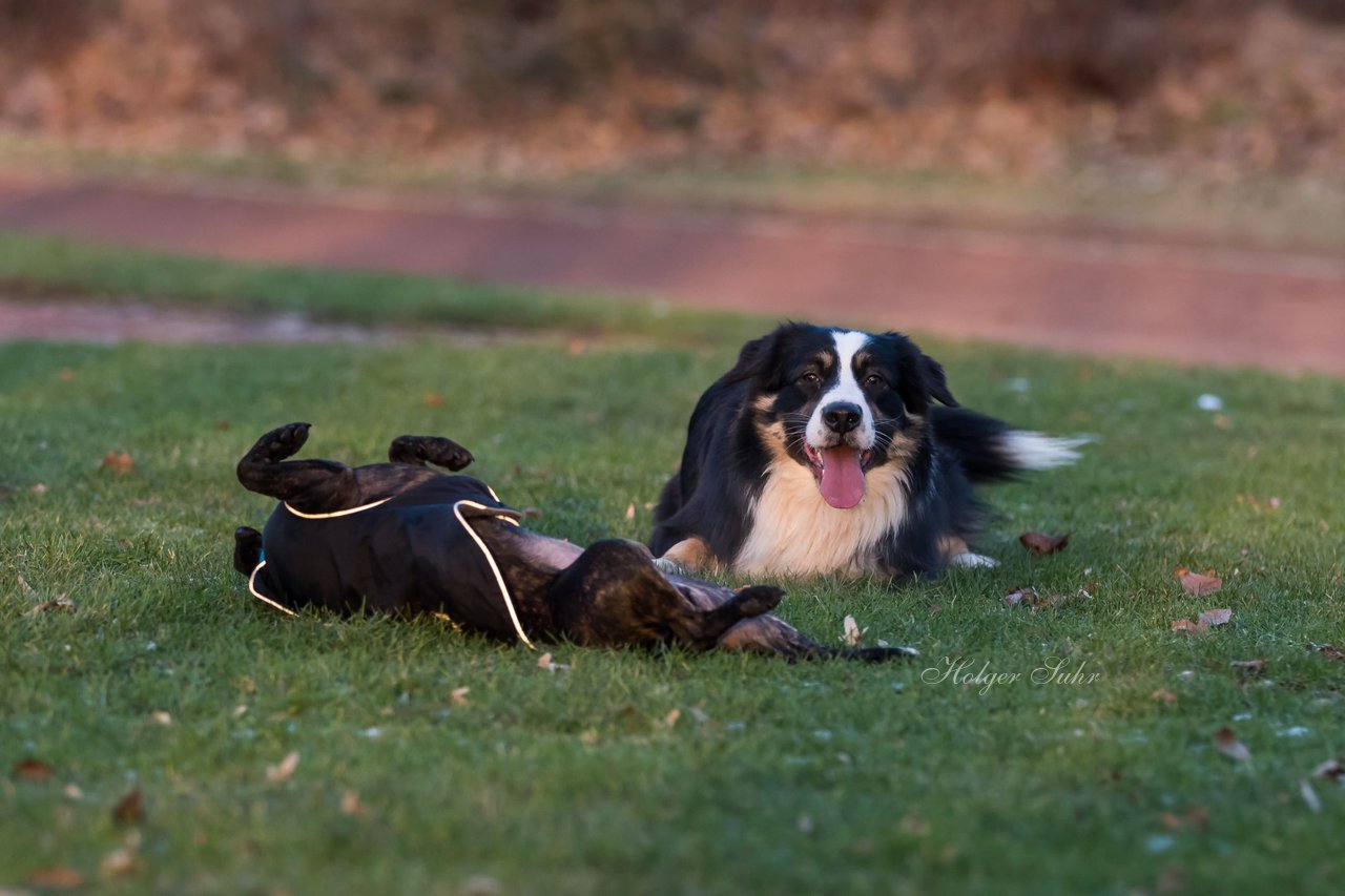 Bild 15 - Hundeshooting